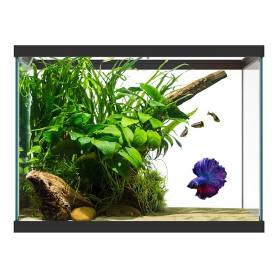 Acquario in vetro da 20 gallon - Aquarium Xxl recensione e prezzo