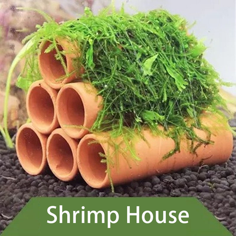 Decorazione per acquario in ar - Aquarium Fish For Sale Online recensione e prezzo